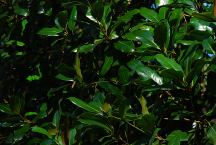 Mississippi Southern Magnolia