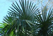 South Carolina Palm